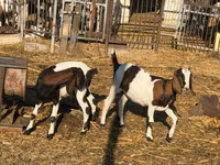 Cabra, Nubian Goat — foto 1