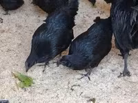 Ayam Cemani — foto 3