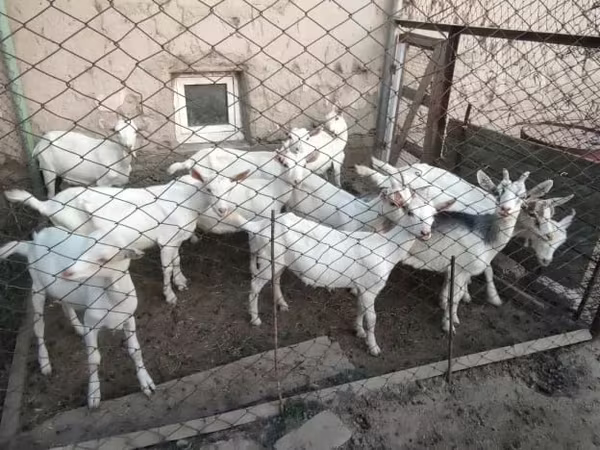 Ziegen (Partie, Geschlecht nicht angegeben), Saanen goat