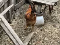 Chickens — foto 1