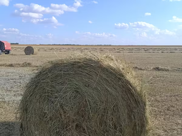 Продам сено рядом с Кокшетау