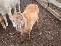 Ram, Sheep — photo 2