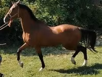 Кінь, Dutch warmblood horse — фото 3