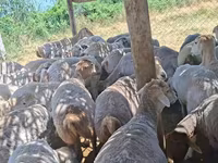 Sheep, Sheep — photo 6