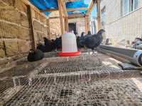 Ayam Cemani — photo 2
