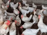 Chickens — Foto 1