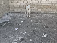 Dişi keçi, Keçilər — foto 4