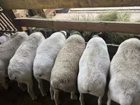 Qoyun, Dorper sheep — foto 3