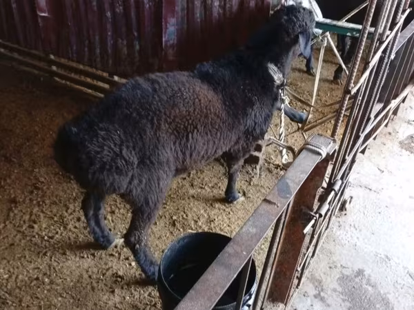 Beran, Hissar sheep