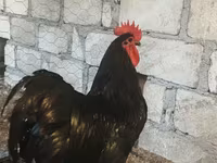 Chickens — photo 2