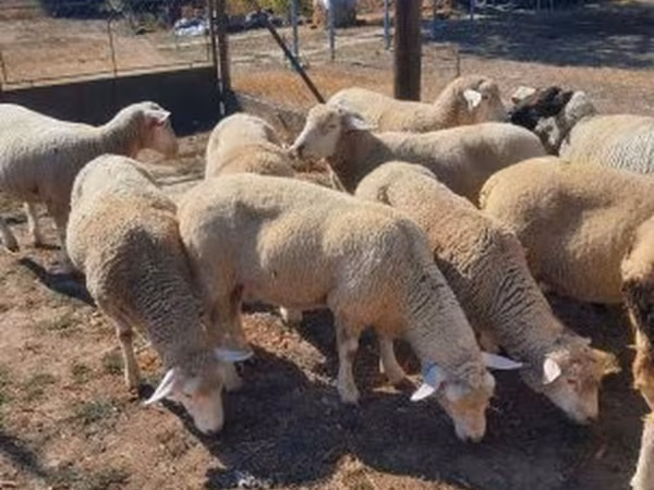 Beran, Ile-de-France sheep
