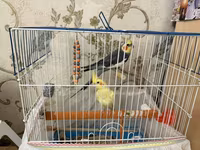 Məhsul: Nimfa (cockatiel) cütü və qəfəs dəsti Dişi ve Erkek, disi 6 — الصورة 2