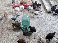Chickens — photo 3