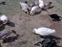 Geese — 照片 2