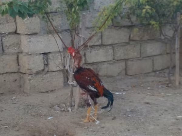 Chickens