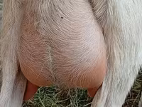 Dişi keçi, Alpine goat — foto 2