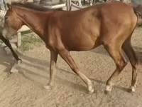घोड़ी, घोड़े — फ़ोटो 3