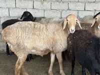 Ram, Sheep — photo 2