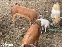 Knur, Świnie — zdjęcie 2