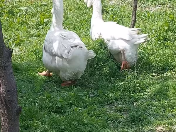 Geese — Azərbaycan