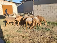 Ram, Hissar sheep — photo 8