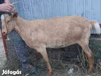 Kozel, Kozy — foto 2