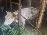 Cattle (batch, sex not specified), Cattle — photo 4