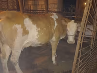 Kuh, Simmental cattle — Foto 1