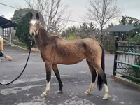 Mare, Akhal-Teke — photo 1