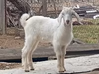 Keçi, Damask goat — foto 3