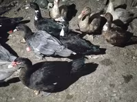 Ducks — 照片 4