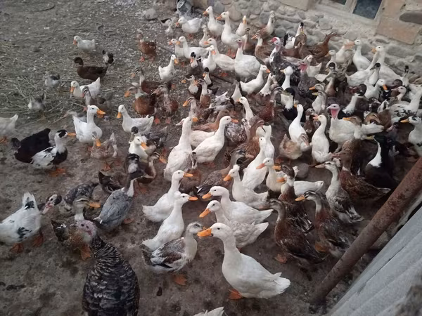 Ducks