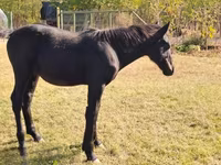 Kůň, Nonius horse — foto 3