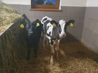Krowa, Bydło — zdjęcie 1