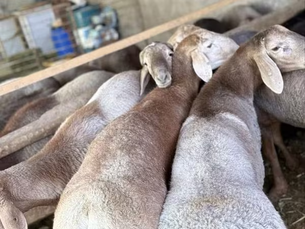 Sheep (batch, sex not specified), Arashan sheep