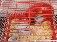 Cırtdan hamsterlər – qəfəs və aksesuarları ilə Məhsul təsviri: - — foto 3