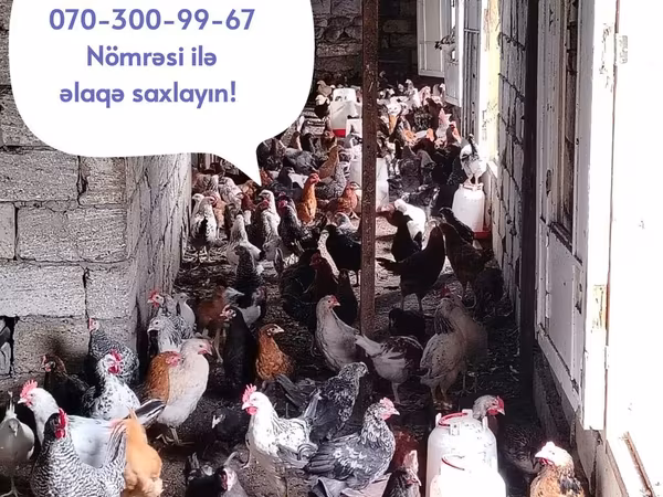 Chickens