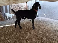 Keçi, Nubian Goat — foto 4