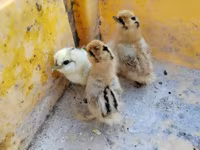 Silkie — photo 2