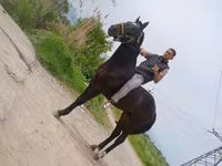 حصان, Standardbred — الصورة 1