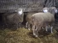 Baran, Ile-de-France sheep — zdjęcie 3