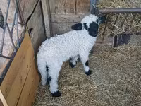 公羊, Wallis Country sheep — 照片 3