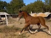 Aygʻir, Dutch warmblood horse — 1-rasm