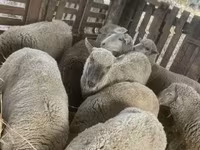 भेड़, Blackheaded Persian sheep — फ़ोटो 8
