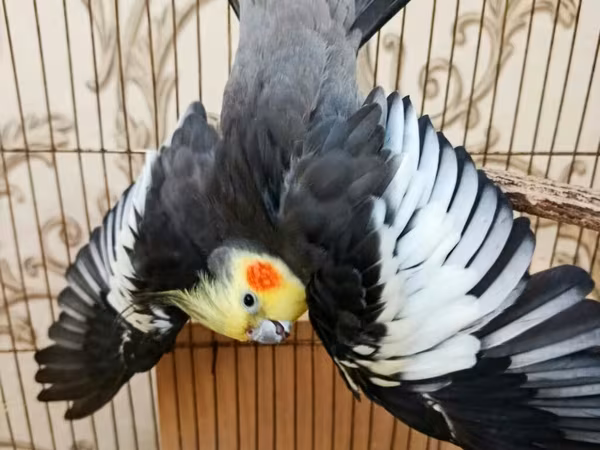 Qefessiz 60anat Nimfa (Cockatiel) cütü Məhsulun tərkibi: - 2 ədəd
