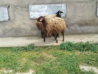 Sheep, Sheep — photo 6