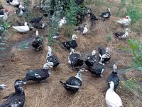 Ducks — الصورة 2