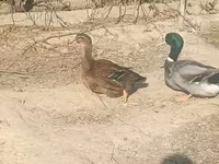 Ducks — الصورة 2