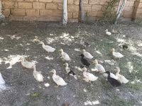 Alman Pekin — foto 2