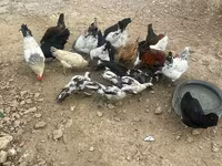 Chickens — photo 2
